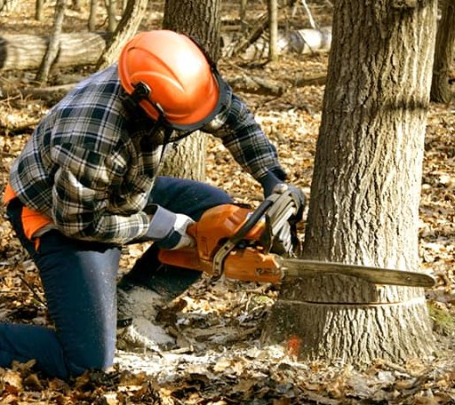 Tree Removal in Berwick, LA